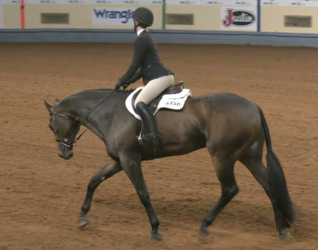 Hunt Seat Equitation on the Flat
