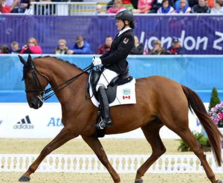 Top 7 Safest Equestrian Sports for Beginners